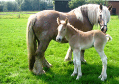 Behandlung